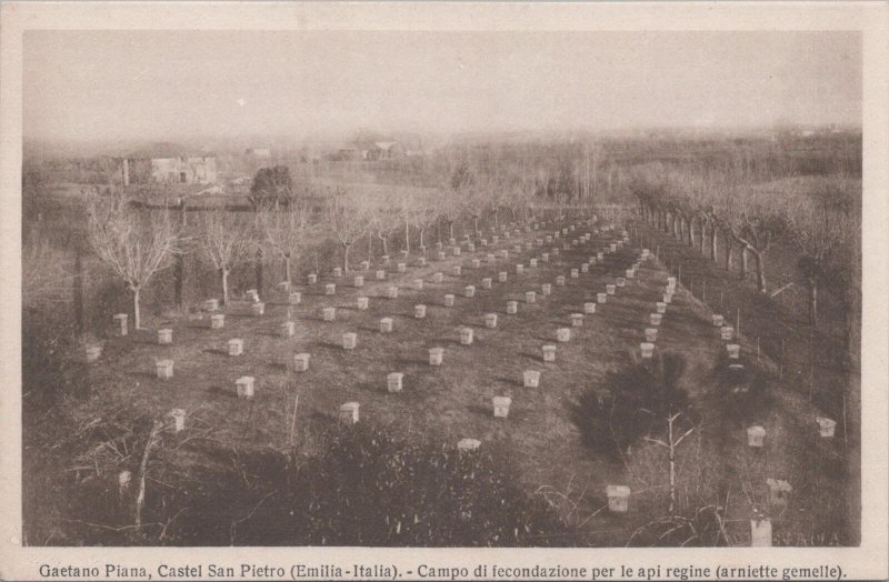 Postcard Beekeeping Gaetano Piana Castel San Pietro Emilia Italia