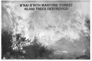 B'Nai B'Rith Martyrs' Forest, 40,000 Trees Destroyed Judaica Non Postcard Bac...