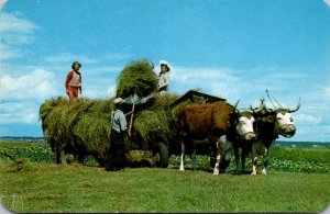 Canada Haymaking With Oxen In Western Nova Scotia