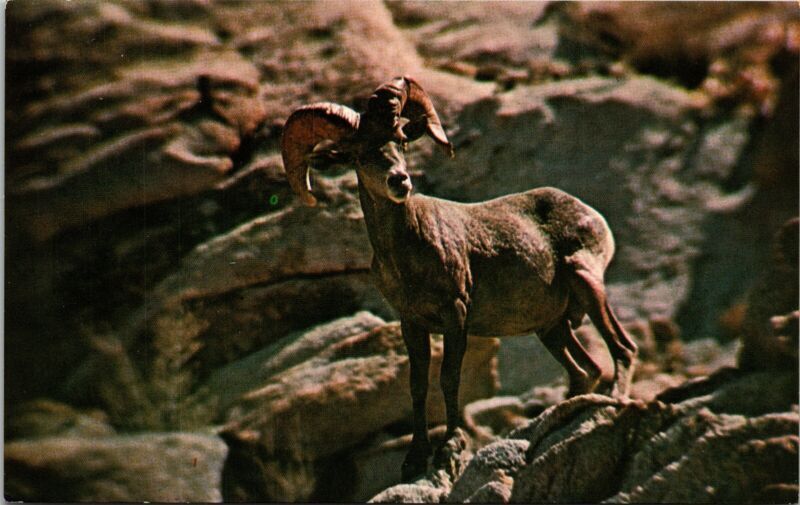 Desert Bighorn Sheep Organ Pipe Cactus National Monument Ajo Arizona AZ