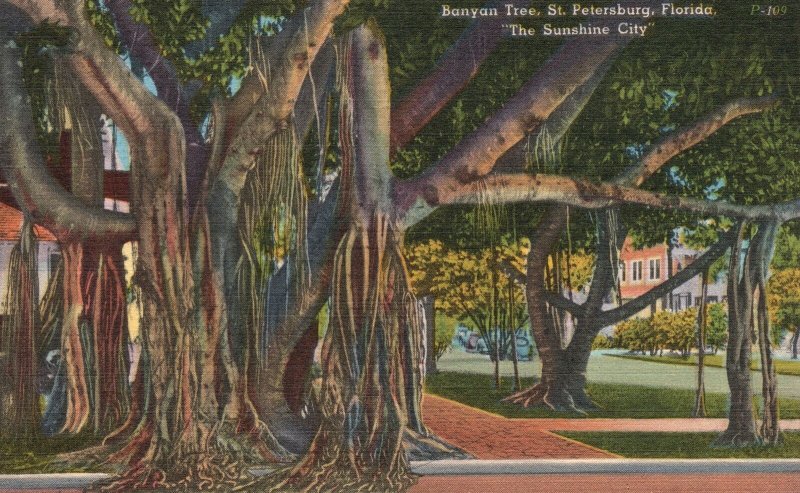 Vintage Postcard Banyan Tree Hige Trunks Sunshine City St. Petersburg Florida FL