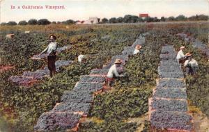 Picking grapes  In a California Vineyard