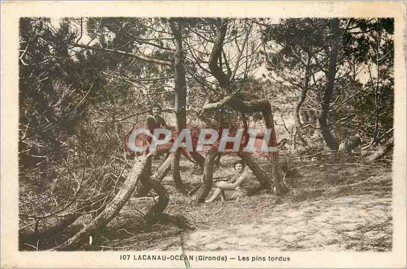 Old Postcard LACANAU (Gironde) The lodgepole pine