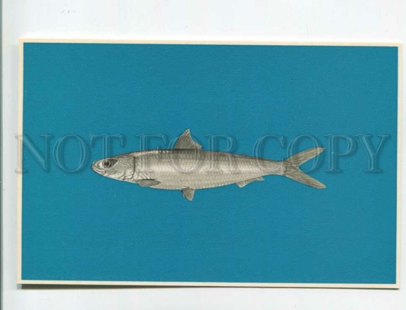 471315 USSR advertising of frozen fish for export Prodintorg Sardinella Old