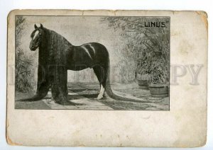 497754 CIRCUS Exhibition LINUS Wonder HORSE Long Haired Longest Mane postcard