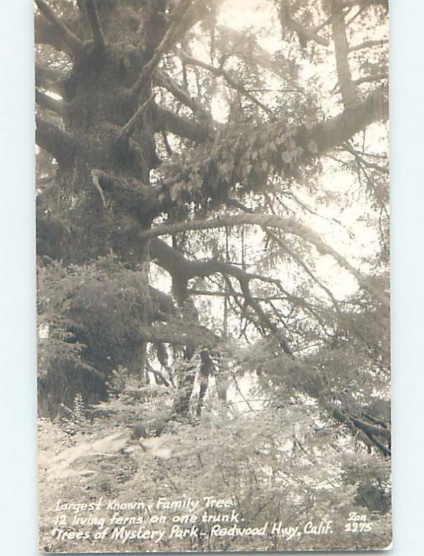 Old rppc TREES OF MYSTERY PARK Klamath California CA HM4146