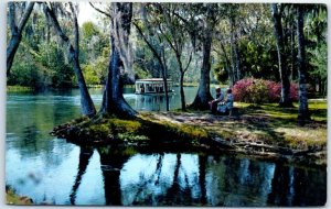 M-55612 A Beautiful Florida Scene Along Silver River in Famous Silver Springs...