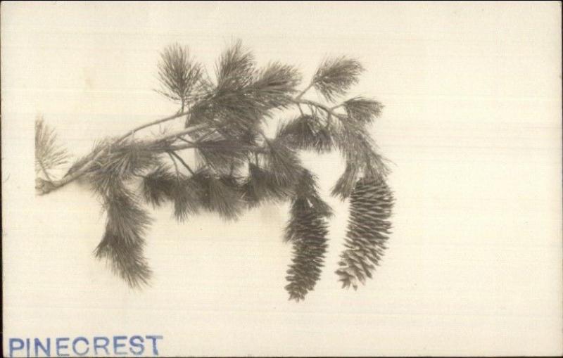 Fine Photography Nature - Pinecrest Tree Branch c1910 Real Photo Postcard