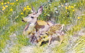 Canada Deer and Newborn Fawns Canadian Rockies