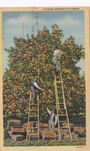 Picking Oranges In Florida Curteich