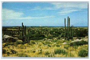 Aruba Postcard Typical of Aruba's Cunucu or Cactus Aloes c1950s Unposted