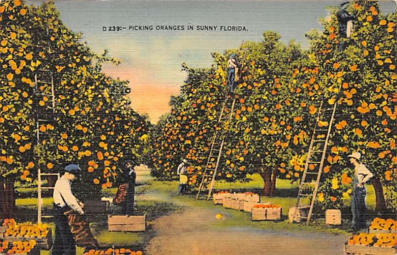 Picking Oranges Florida, USA Fruit Assorted 1947 