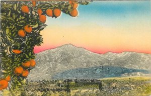 1920s California Orange Groves snow Capped Mts Sunny Scenes Postcard 25-4771