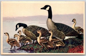 Vtg Canada Goose Goose Gander Wildlife Series 10 Lynn Bogue Hunt 1939 Postcard