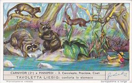 Liebig Trade Card S1586 Carnivores II No 3 Cercolepto Procione &  Coati