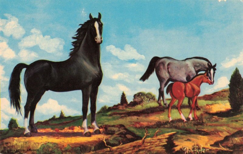 Black Stallion Horse and Foal Postcard 2R3-501 