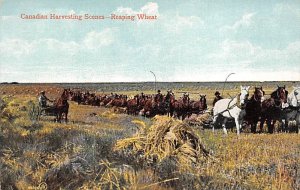 Canadian harvesting, Reaping Wheat Canada Farming Unused 