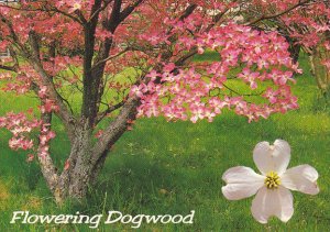 Flowering Dogwood