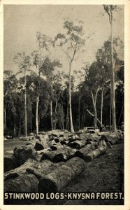 South Africa Stinkwood Logs Knysna Forest Vintage Postcard 08.65