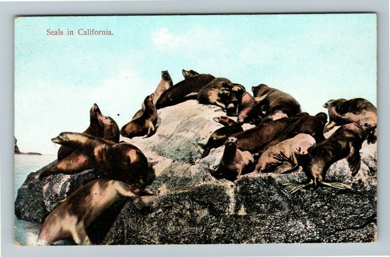 Seals On Rock In California Vintage Postcard 