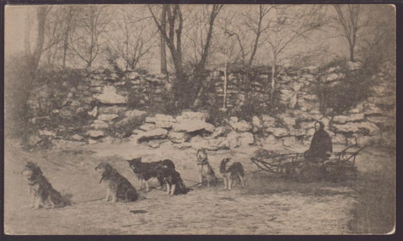 Dog Sled Postcard