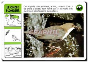 Map The Dipper Diver Bird WWF