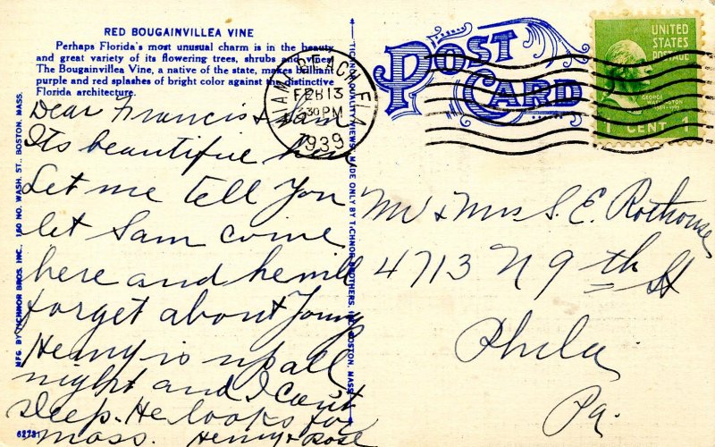 FL - Red Bougainvillea Vine