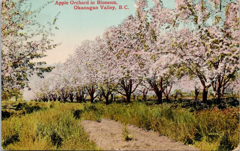 Okanagan Valley BC Apple Orchards in Blossom Trees Unused Postcard H15 