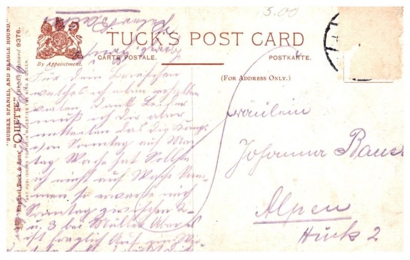 Dog ,Sussex Spaniel , Beagle Hound