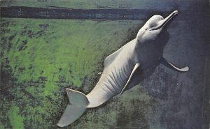 Boutu Inia Geoffrensis John G Shedd Aquarium Dolphin Unused 