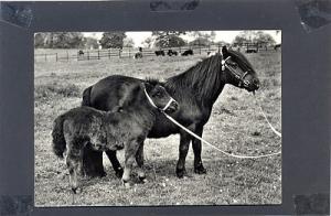 UK CHATSWORTH REAL PHOTO POSTCARD SHETLAND PONIE PALING H...