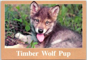 M-86212 Timber Wolf Pup