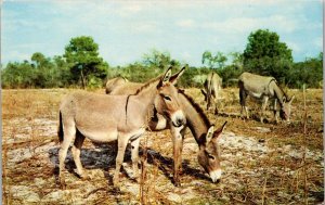 Donkeys Abyssinian Asses At Africa USA Boca Raton Flroida