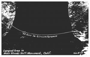 California Muir Woods National Monument , Largest tree , 54'  Circumference