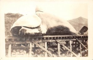 Kodiak Island, Alaska Whaling Writing on back, missing stamp 