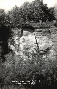 Vintage Postcard Cow In The Milk Bottle Rock Formation Lower Dells Wisconsin WI