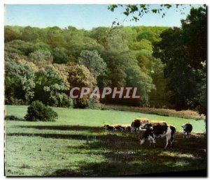 Modern Postcard Grazing Cows