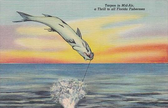 Tarpon In Mid Air Fishing In Florida