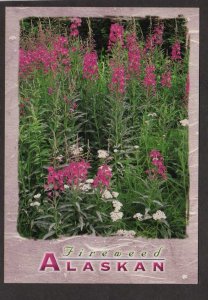 AK Fireweed Flower Flowers Plants Botany Yarrow Alaska Postcard