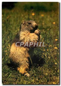 Postcard Modern Mountain Wildlife La Marmotte