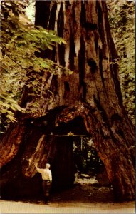 California, Angels Camp - Calaveras Big Trees- [CA-620]