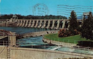 Fish Ladder Bonneville Oregon c.1960 Postcard A50