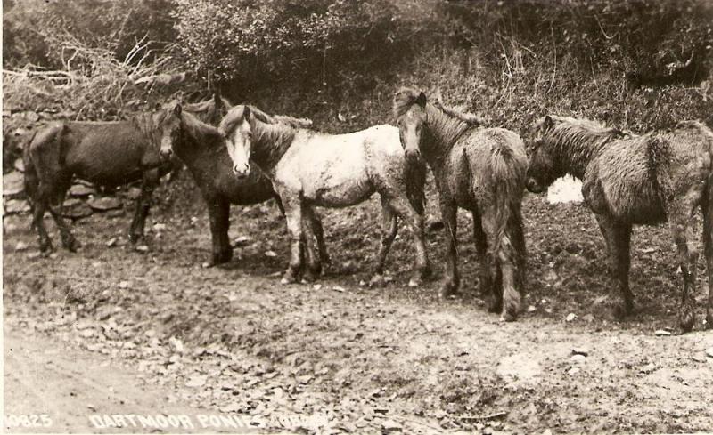 \Dartmoor Ponies\ Fine English Postcard