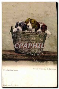 Old Postcard Young Dogs of St Bernard Dog