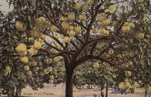 Grape Fruit Florida