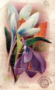 1880s-90s Arm & Hammer Beautiful Flowers Crocus No.06 F111
