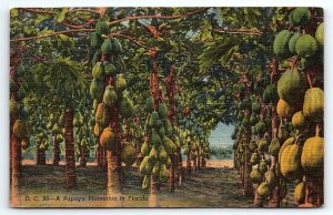 1940s MIAMI FLORIDA A PAPAYA PLANTATION IN FLORIDA LINEN POSTCARD P3550