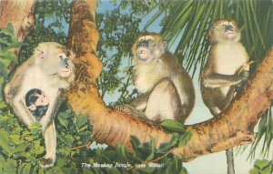 Florida, Monkey Jungle, Monkey with Baby Linen Postcard Unused