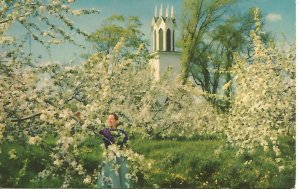 APPLE BLOSSOMS