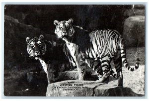 Western Tigers The Chicago Zoological Park Brookfield IL RPPC Photo Postcard